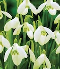 SCHNEEGLÖCKCHEN Angebote bei Dehner Garten-Center Gera für 7,99 €