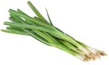 REWE Grefrath - Lauchzwiebeln Angebot im Prospekt Lauchzwiebeln bei REWE im Grefrath Prospekt für