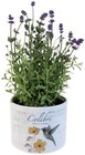 Lavande en pot céramique "nostalgie" - COLIBRI en promo chez Lidl Noisy-le-Grand à 3,59 €