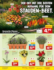 Pflanzen im Netto Marken-Discount Prospekt in Frankfurt Aktueller Netto Marken-Discount Prospekt mit Pflanzen, "Aktuelle Angebote", Seite 21