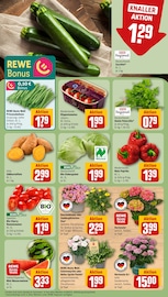 Ähnliche Tulpen Angebote im Prospekt "Dein Markt" von REWE in Krefeld Ähnliche Angebote wie Tulpen im Prospekt "Dein Markt" auf Seite 7 von REWE in Krefeld