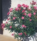Hyper U Gujan-Mestras - Promo Laurier Rose Promo Laurier Rose à 29,90 € dans le catalogue Hyper U à Gujan-Mestras