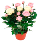 Moosrosen bei E center Elbtalaue im Wittenberge Prospekt für 5,99 €