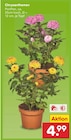 Chrysanthemen im Angebot bei Netto Marken-Discount in Hürth Chrysanthemen Angebote bei Netto Marken-Discount Hürth für 4,99 €
