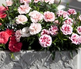 Promo Œillets Variés à  dans le catalogue Point Vert à Tonnay-Boutonne