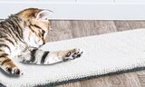 Katzenkratzmatte oder -brett für 5,99 € bei Netto mit dem Scottie im Angebot Katzenkratzmatte oder -brett im aktuellen Netto mit dem Scottie Prospekt