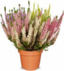Aktuelles Besenheide „High Five“ Angebot bei Netto Marken-Discount in Mönchengladbach ab 3,99 €