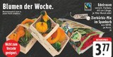 Aktuelles Edelrosen Angebot bei EDEKA in Münster ab 3,77 €