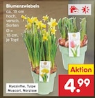 Hyazinthe oder Tulpe oder Muscari oder Narzisse Angebote bei Netto Marken-Discount Kempten für 4,99 €