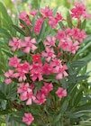 Oleander bei toom Baumarkt im Chemnitz Prospekt für 9,99 €