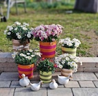 Aktuelles Pflanzkorb Angebot bei Garten-Center Nordharz GmbH & Co. KG in Hildesheim ab 3,99 €