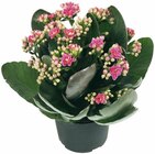 Aktuelles Kalanchoe Angebot bei Penny in Solingen (Klingenstadt) ab 2,49 €