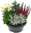 Herbstschale Angebote bei REWE Germering für 5,99 €