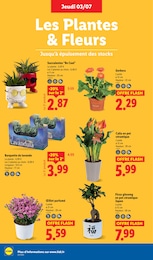 Prix et réduction Fleurs dans le prospectus Lidl en cours Offre Fleurs dans le catalogue Lidl du moment à la page 26