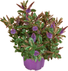 Baum im tegut Prospekt Hebe Veronika im aktuellen tegut Prospekt für 3,99 €