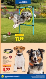 Offre Collier Chien dans le catalogue Lidl du moment à la page 72