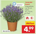 Lavendelbusch für 4,99 € bei Netto Marken-Discount im Angebot Lavendelbusch im aktuellen Netto Marken-Discount Prospekt