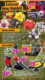 Tulpen im Hornbach Prospekt "Wir sagen Danke." mit 33 Seiten (Würzburg)