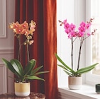 Orchidée ECLOZ - ECLOZ en promo chez Jardiland Caen à 12,99 €