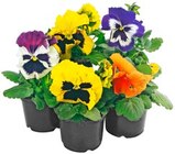 Stiefmütterchen oder Hornveilchen Angebote bei REWE Kaarst für 3,45 €