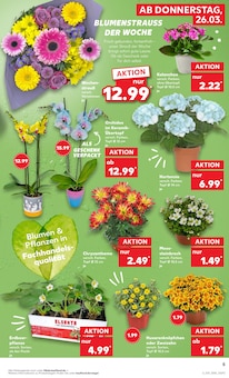 Chrysantheme im Kaufland Prospekt "Aktuelle Angebote" mit 68 Seiten (Bremen)