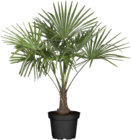Hanfpalme (Trachycarpus fortunei) im Angebot bei Globus-Baumarkt in Hofheim Hanfpalme (Trachycarpus fortunei) Angebote bei Globus-Baumarkt Hofheim für 34,99 €