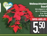 Weihnachtsstern Busch von  im aktuellen EDEKA Prospekt für 5,50 €