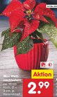 Mini Weihnachtsstern Angebote bei Netto Marken-Discount Nordhausen für 2,99 €