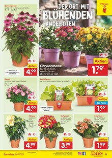 Pflanzen im Netto Marken-Discount Prospekt "Aktuelle Angebote" mit 65 Seiten (Braunschweig)