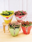 Kalanchoé en promo chez Super U Metz à 8,99 €
