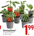 Gemüsepflanze im Angebot bei EDEKA in Straubing Gemüsepflanze Angebote bei EDEKA Straubing für 1,99 €