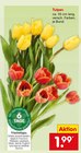 Aktuelles Tulpen Angebot bei Netto Marken-Discount in Mannheim ab 1,99 €