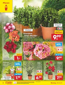 Garten im Netto Marken-Discount Prospekt "Aktuelle Angebote" mit 50 Seiten (Kassel)