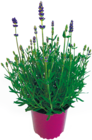 Lavendel 'Hidcote' für 1,99 € bei Netto mit dem Scottie im Angebot Lavendel 'Hidcote' im aktuellen Netto mit dem Scottie Prospekt
