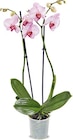 Orchidee im Netto Marken-Discount Prospekt Orchidee von im aktuellen Netto Marken-Discount Prospekt für 4,99 €