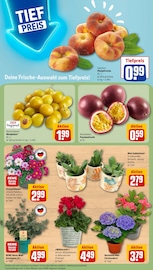 Ähnliche Rhododendron Angebote im Prospekt "Dein Markt" von REWE in Bottrop Ähnliche Angebote wie Rhododendron im Prospekt "Dein Markt" auf Seite 7 von REWE in Bottrop