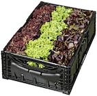 Aktuelles Salat Mix Angebot bei METRO in Duisburg ab 11,77 €