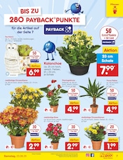 Aktueller Netto Marken-Discount Prospekt mit Chrysantheme, "Aktuelle Angebote", Seite 7