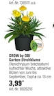 Garten-Strohblume Angebote von GROW by OBI bei OBI Hemer für 3,99 €