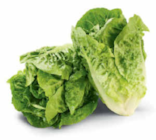 Mini-Romana Salat im aktuellen Netto Marken-Discount Prospekt