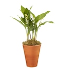 Pot de muguet 3 griffes - Carrefour à Bordeaux Pot de muguet 3 griffes en promo chez Carrefour Bordeaux à 4,99 €