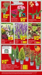 Lavendel Angebot im aktuellen toom Baumarkt Prospekt auf Seite 4