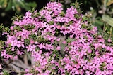 Promo Boronia à 12,99 € dans le catalogue Jardiland à Hénin-Beaumont