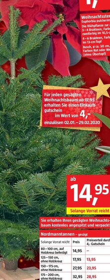 Nordmanntannen bei BAUHAUS in Unna Nordmanntannen im Angebot bei BAUHAUS Unna