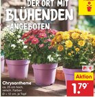 Chrysantheme im Netto Marken-Discount Prospekt Chrysantheme von im aktuellen Netto Marken-Discount Prospekt für 1,79 €