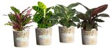 Carrefour Lille - Promo Calathea ou philodendron Promo Calathea ou philodendron à 5,99 € dans le catalogue Carrefour à Lille