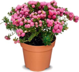 Pernettya im Angebot bei Netto Marken-Discount in Bremen Pernettya Angebote bei Netto Marken-Discount Bremen für 3,49 €