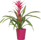 BROMÉLIA - GARDENLINE dans le catalogue Aldi