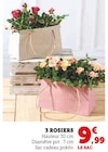 3 rosiers - U Express à Reims 3 rosiers en promo chez U Express Reims à 9,99 €