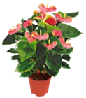 Aktuelles Calla Angebot bei Kaufland in Berlin ab 5,99 €